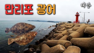 태안 만리포 방파제 광어 루어낚시 조황 및 채비정보