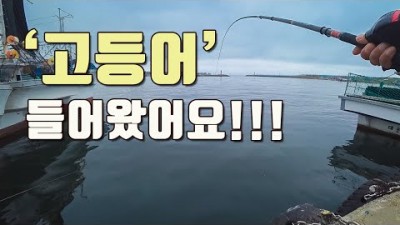 포항 구룡포 고등어 민장대낚시 바다낚시포인트 조황정보