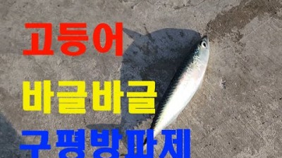 부산 구평방파제 카고채비 고등어낚시 카고낚시 조황