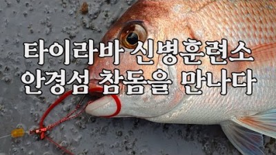 거제도 통영 안경섬 타이라바 참돔 바다낚시, 방어낚시, 전갱이낚시 조황정보