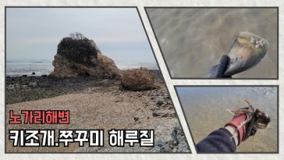 인천 영흥도 노가리해변 키조개, 쭈꾸미 해루질 정보