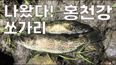 홍천강 쏘가리 루어낚시 조황 정보