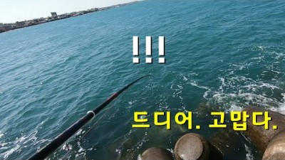 제주 한림 옹포포구 돌돔, 강담돔, 쥐치 찌낚시 조황 정보
