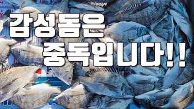 통영 풍화리 선외기 감성돔 낚시, 감성돔낚시채비, 통영선외기낚시, 바다낚시 감성돔 조황 정보