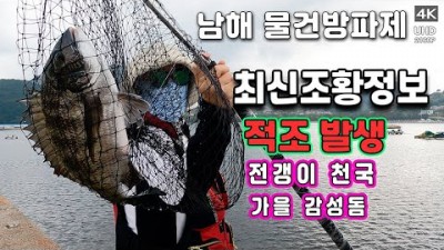 남해 물건방파제 감성돔낚시, 전갱이낚시 최신 조황정보