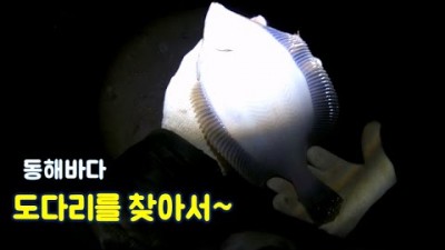 속초 청호동방파제 도다리 원투낚시 감생이 쥐노래미 속초원투낚시 바다낚시 조과 및 채비정보