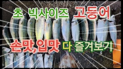 부산 백운포방파제 고등어낚시, 도보권 빅사이즈 고등어낚시, 카고채비 고등어낚시, 달고기낚시, 삼치낚시 조황 및 채비정보