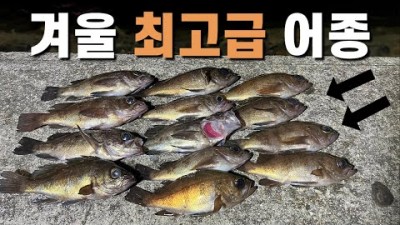 경남 사천 삼천포 도보권 볼락 루어낚시 볼락낚시 볼락바다낚시 조황 정보