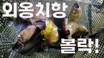 강원도 속초 외옹치항 볼락 루어낚시, 오징어낚시 조황 정보