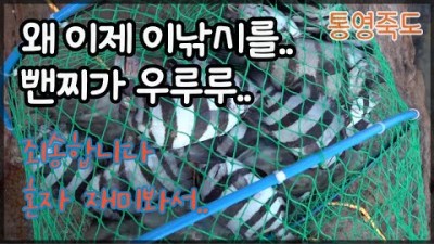 통영 죽도 돌돔낚시, 반유동채비 뺀찌낚시, 통영돌돔낚시 조황정보