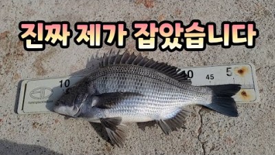 경남 통영 곤리도 방파제 감성돔 바다낚시, 전유동 당고낚시채비 감성돔낚시 대물 감성돔 조황정보