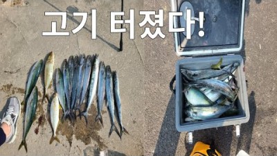 강릉 주문진 삼치낚시 소돌항 도보권 방어낚시 포인트 추천