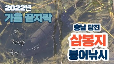 충남 당진 삼봉저수지 삼봉수로 붕어낚시 조황 정보