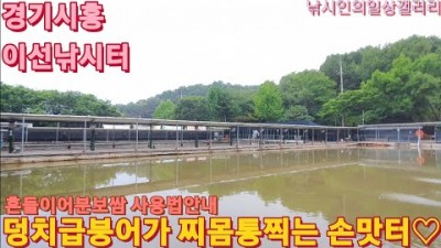 서울근교 경기 시흥 이선낚시터 덩치급 붕어가 찌몸통 찍는 손맛터